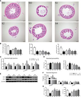 Octanoate Alleviates Dietary Soybean Oil-Induced Intestinal Physical Barrier Damage, Oxidative Stress, Inflammatory Response and Microbial Dysbiosis in Large Yellow Croaker (Larimichthys Crocea)